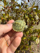 Mitch Clown Red Eared Slider Turtle