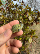 Mitch Clown Red Eared Slider Turtle