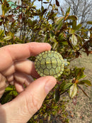 Mitch Clown Red Eared Slider Turtle