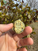 Mitch Clown Red Eared Slider Turtle