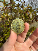 Mitch Clown Red Eared Slider Turtle