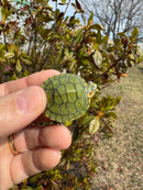Pastel Picasso Red-Eared SliderTurtle