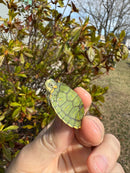 Pastel Picasso Red-Eared SliderTurtle