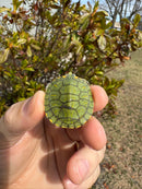 Pastel Picasso Red-Eared SliderTurtle