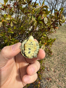 Pastel Picasso Red-Eared SliderTurtle