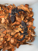 Chinese Cave Gecko Sub-Adults ( Goniurosaurus hainanensis)