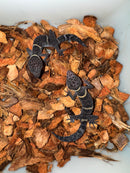 Chinese Cave Gecko Sub-Adults ( Goniurosaurus hainanensis)