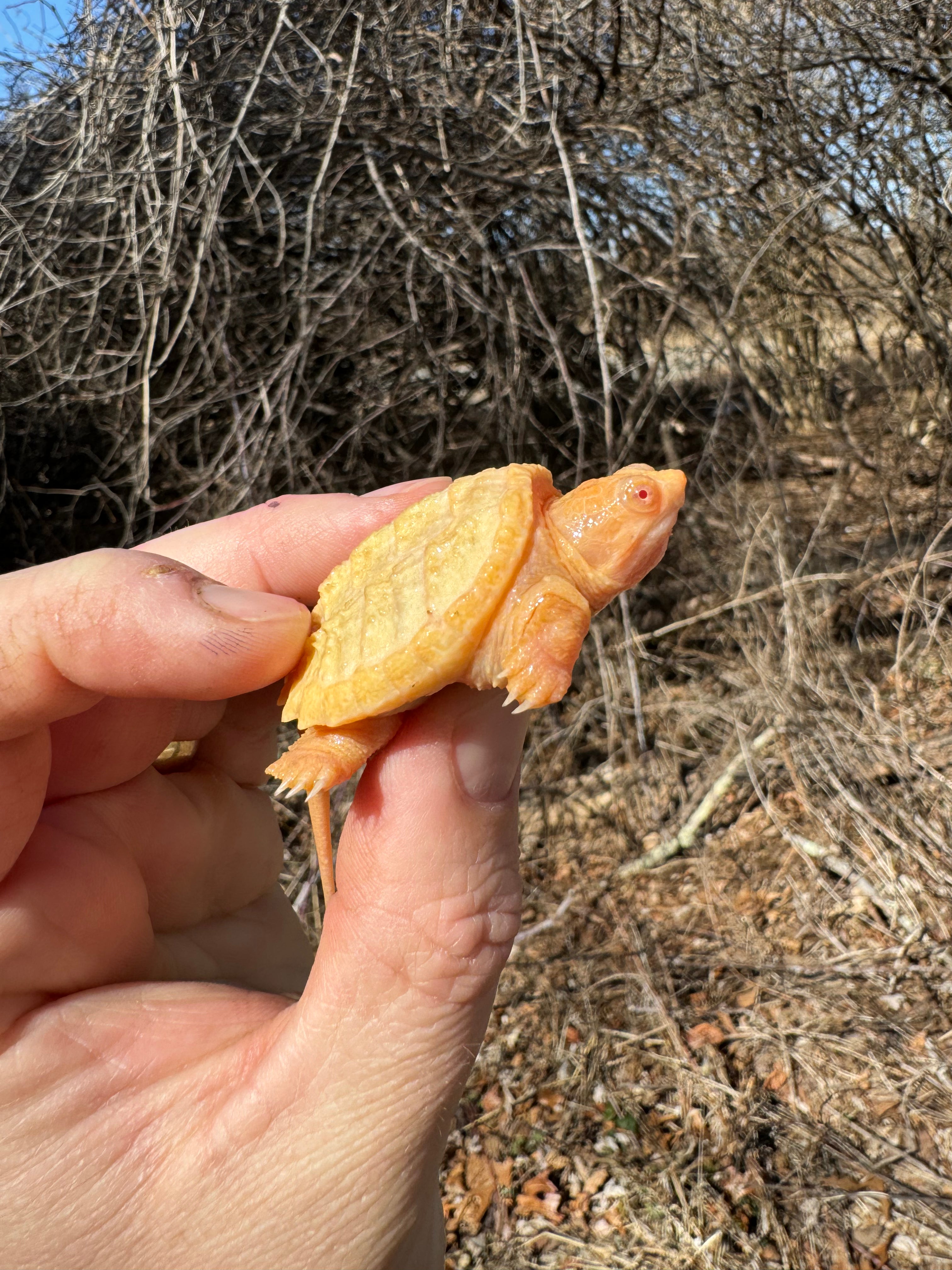 Baby Albino Common Snapping Turtles For Sale | American Reptile ...