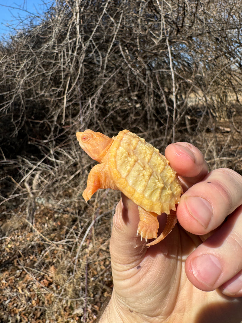 Baby Albino Common Snapping Turtles For Sale | American Reptile ...