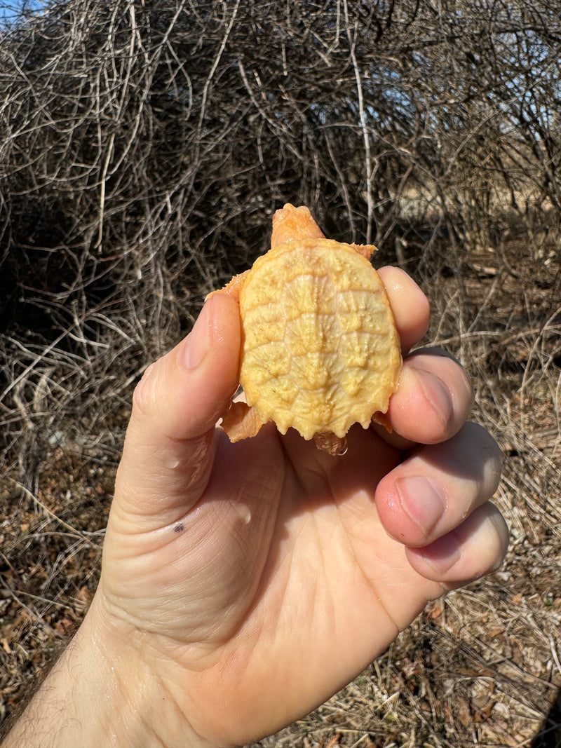 Baby Albino Common Snapping Turtles For Sale | American Reptile ...