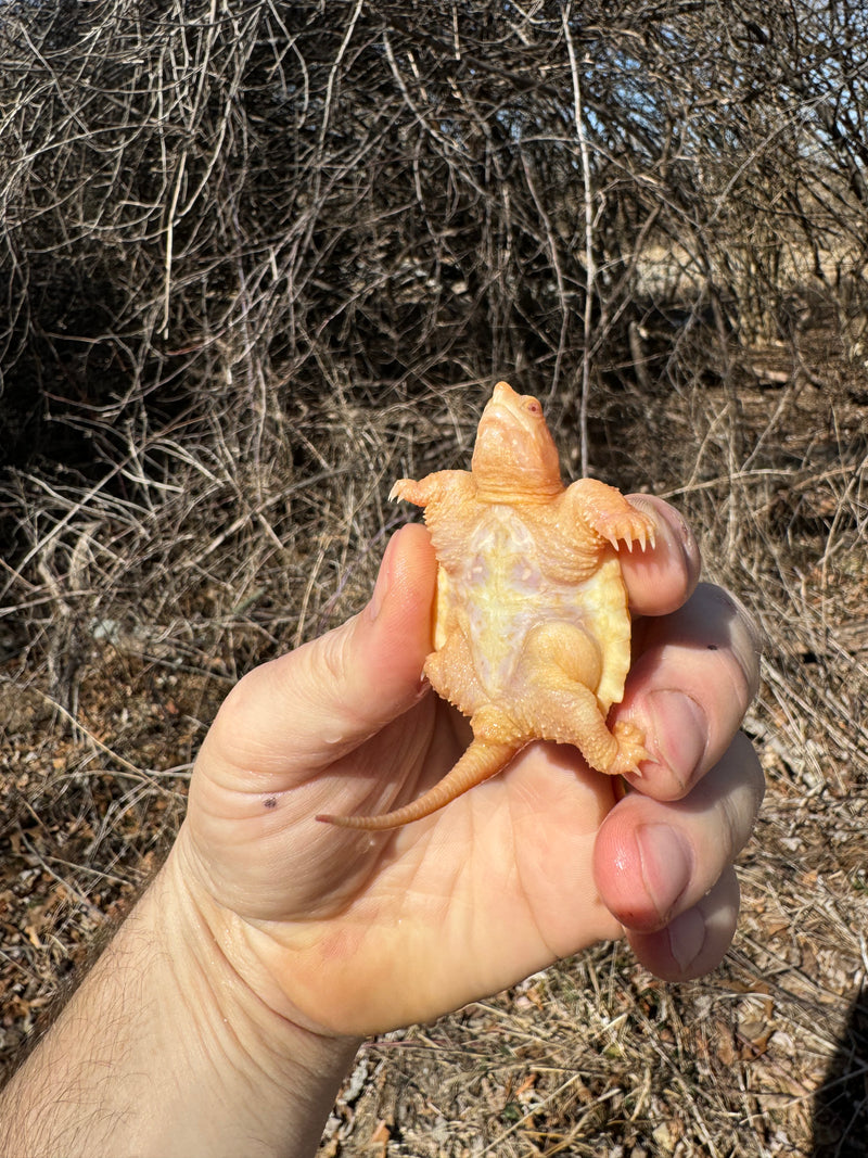 Baby Albino Common Snapping Turtles For Sale | American Reptile ...