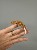 Frappucino Crested Gecko Juvenile