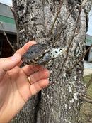 Hi White Concentric Diamondback Terrapin 2025
