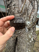 Hi White Concentric Diamondback Terrapin 2025