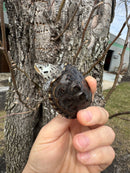 Hi White Concentric Diamondback Terrapin 2025