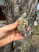 Hi White Concentric Diamondback Terrapin 2025