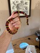 Scarlet Kingsnake Adult Female