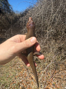 Broad-headed Skinks (Plestiodon laticeps)