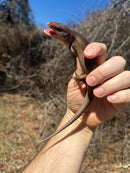 Broad-headed Skinks (Plestiodon laticeps)
