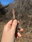 Broad-headed Skinks (Plestiodon laticeps)