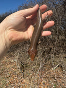 Broad-headed Skinks (Plestiodon laticeps)