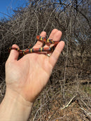 Scarlet Kingsnake Adult Male