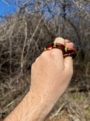 Scarlet Kingsnake Adult Male