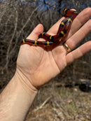 Scarlet Kingsnake Adult Male