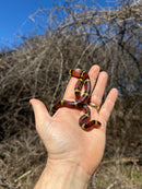 Scarlet Kingsnake Adult Male