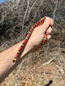 Scarlet Kingsnake Adult Male