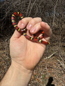Scarlet Kingsnake Adult Male