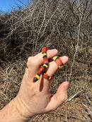 Scarlet Kingsnake Adult Male