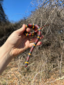 Scarlet Kingsnake Adult Female