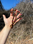 Scarlet Kingsnake Adult Female