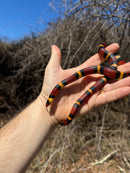 Scarlet Kingsnake Adult Female