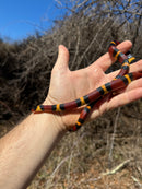 Scarlet Kingsnake Adult Female