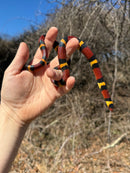 Scarlet Kingsnake Adult Female