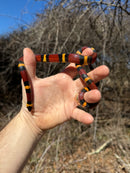 Scarlet Kingsnake Adult Female