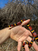Scarlet Kingsnake Adult Female