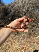 Scarlet Kingsnake Adult Female