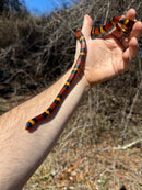 Scarlet Kingsnake Adult Female