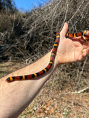 Scarlet Kingsnake Adult Female