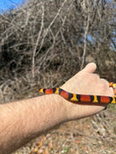 Scarlet Kingsnake Adult Female