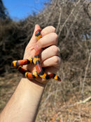Scarlet Kingsnake Adult Female
