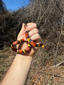 Scarlet Kingsnake Adult Female