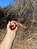 Scarlet Kingsnake Adult Female