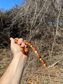 Scarlet Kingsnake Adult Female