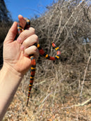 Scarlet Kingsnake Adult Female