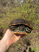 Rio Grande River Cooter Adults (Pseudemys gorzugi)