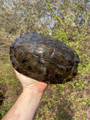 Rio Grande River Cooter Adults (Pseudemys gorzugi)